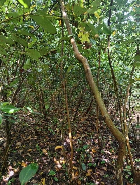 Valuable Land for Sale in Pitipana