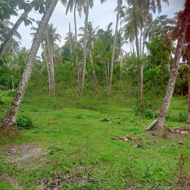 විගඩ බෙම්මුල්ලෙන් ඉතා සරුසාර පොල් ඉඩමක්