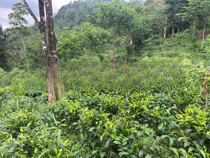 30-Acre Tea Estate Eco Tourism Land for Sale Hiniduma
