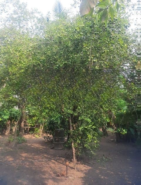 Land For Sale In Maharagama Navinna