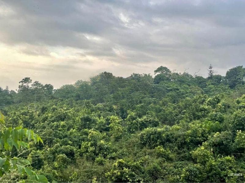 CINAAMON cultivated LAND FOR SALE IN AHANGAMA INLAND : CODE ADD 678