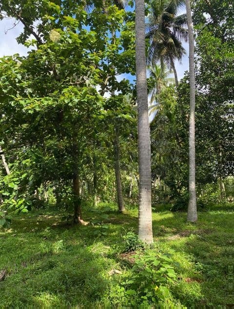 1.5 Acres Land in Katana