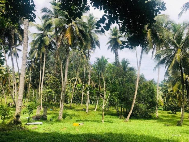 Estate for Sale - Giriulla | LKR 220,000,000