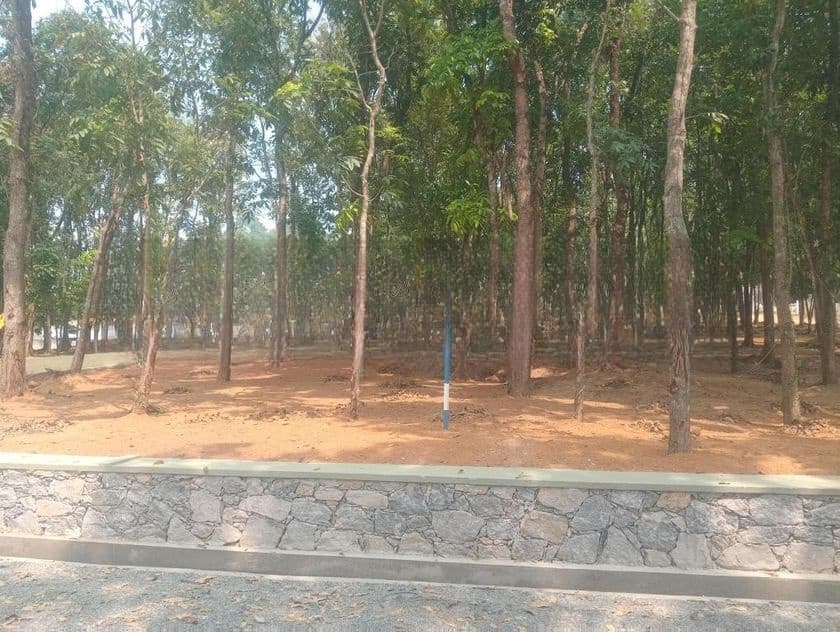 වටිනා මහෝගනී වත්තක් පිලියන්දල නගර සීමාවෙන්