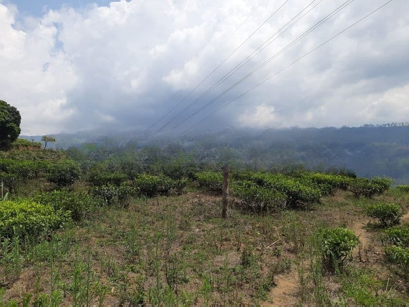 Land for Sale in Pundaluoya