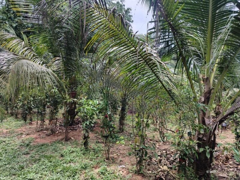 56 Perchers Residential/ Commercial/ Coconut, Cinnamon Land For Sale In Negombo, Katana.