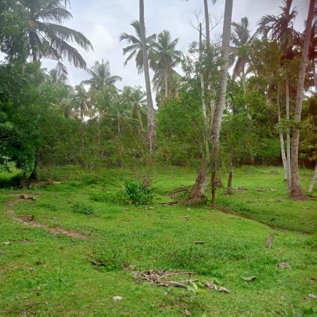 වට්නා පොල් පලදාව සහිත ඉඩමක් විකිනීමට