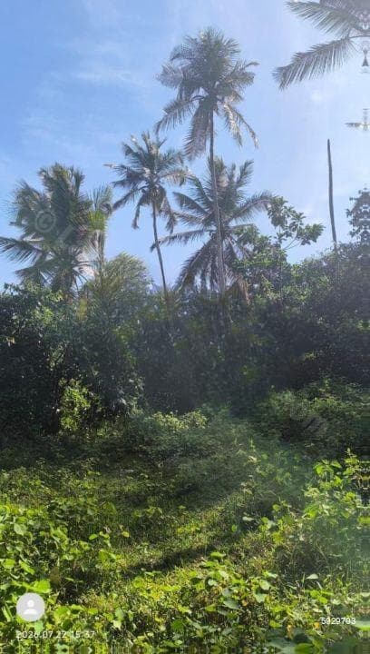 Cultivated Land For Sale In Ahngma With Paddy Views –code Add 974