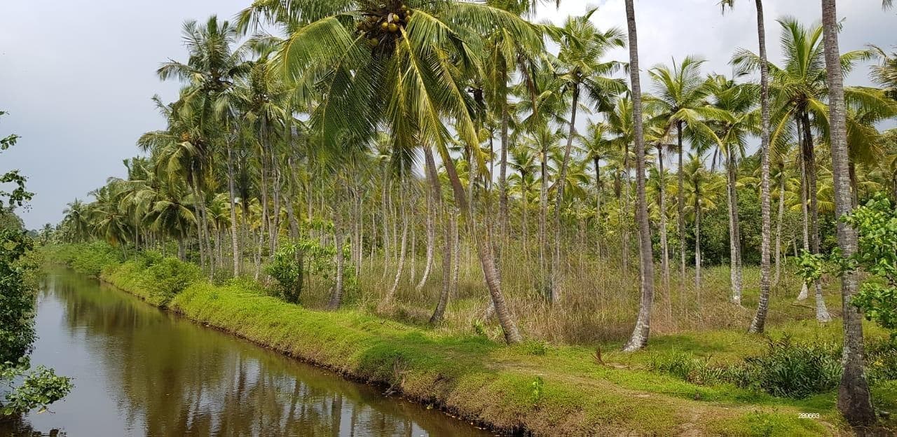 Tranquil eleven acres near Talpe