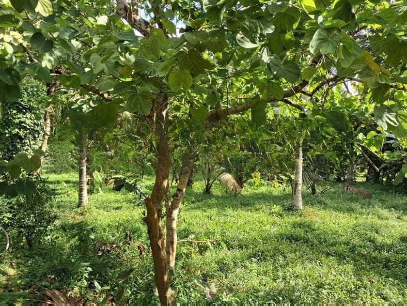 very good for Agriculture , farming land with house sale in godigamuwa