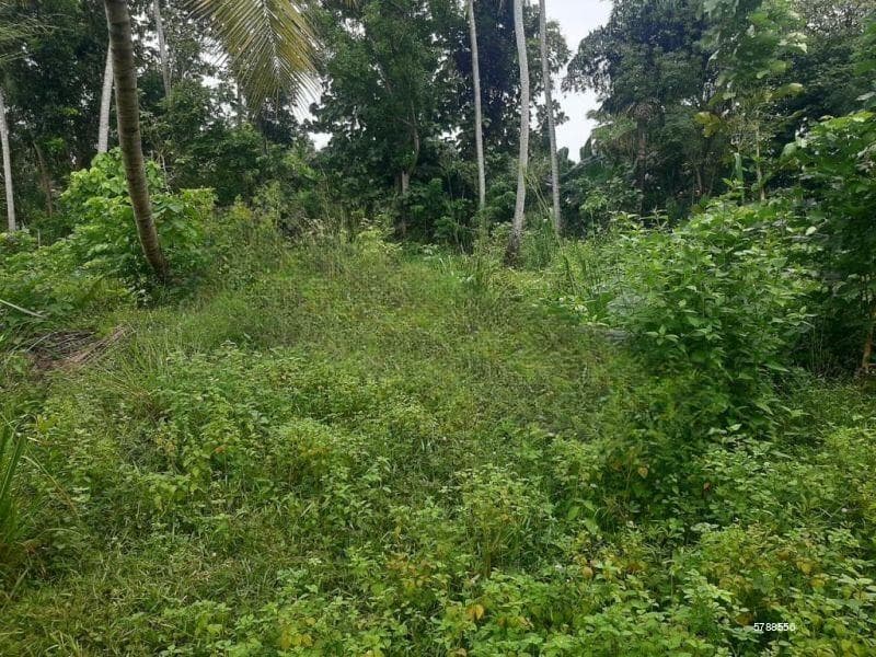 17 perches Residential Land for sale in Negombo, Kochchikade, ( Pallansena ) 01 perch = LKR 750,000/=