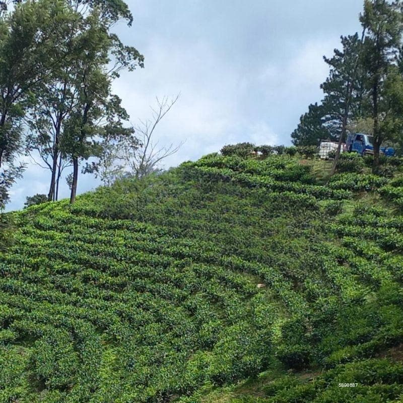 200 Acres Tea Estate And Tea Factory For Sale In Kandy District.