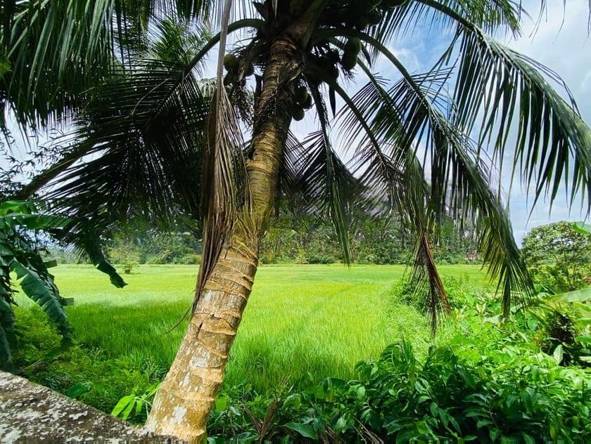 48P with 2 Houses & 50P Paddy Land Close to Tech City, Homagama