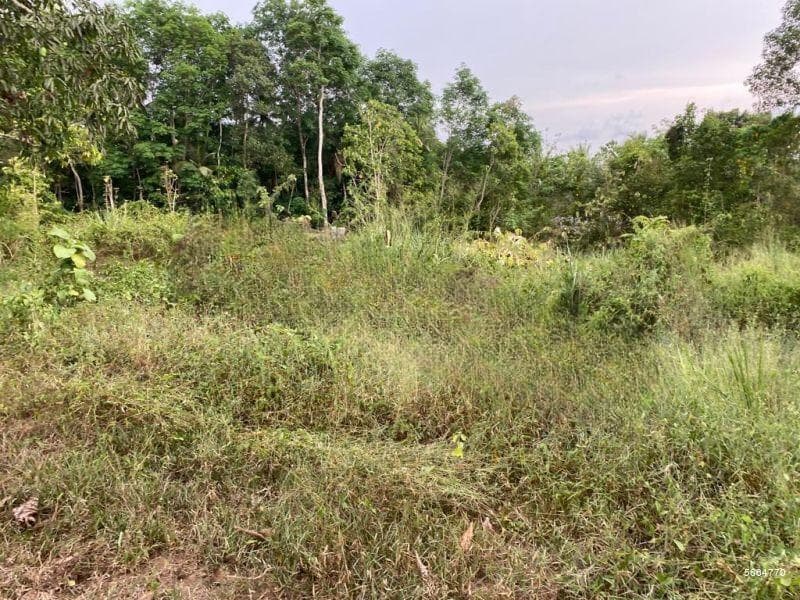 415.3P Agricultural Land for Sale in Thalammehera, Pannala (SL 14186)