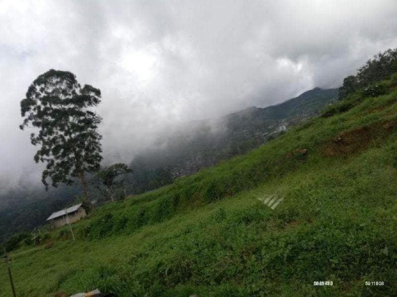 Cultivated Land for Sale in Nuwara Eliya | 184 Perches | LKR 280,000 Per Perch | KO-647