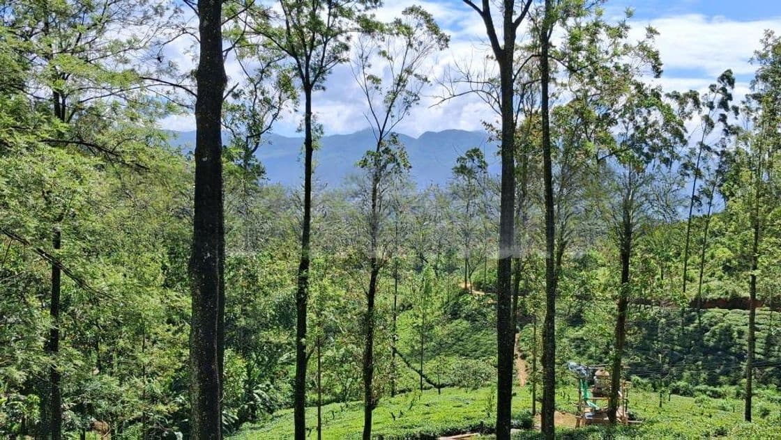 Valuable Land for Sale in Pussellawa Delta Estate
