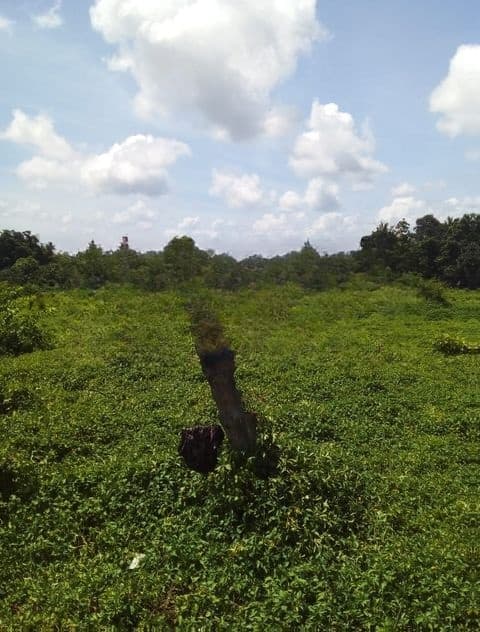 Land for Sale in Boralesgamuwa