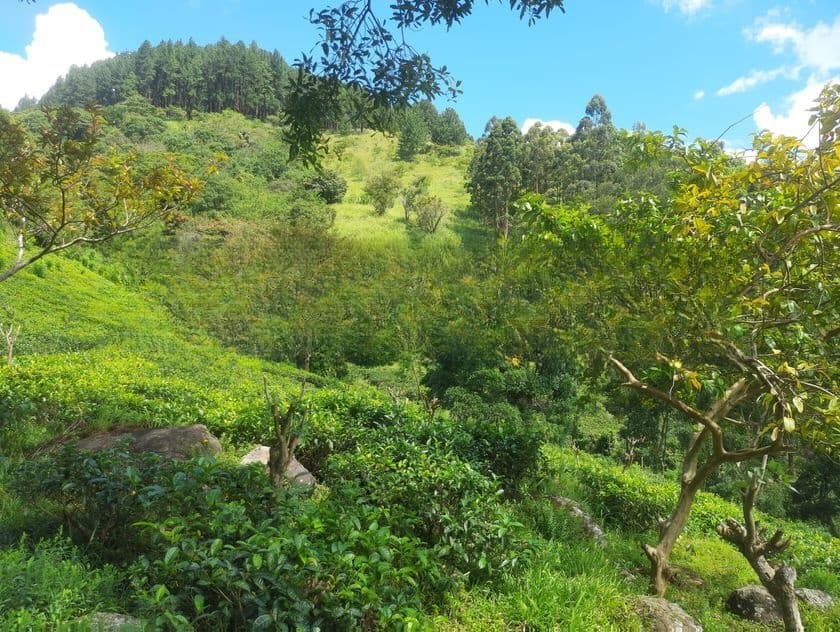 Land for Sale in Nillamba
