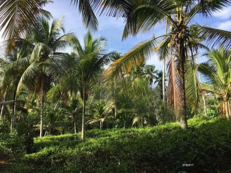 Land for Sale In Ahangama