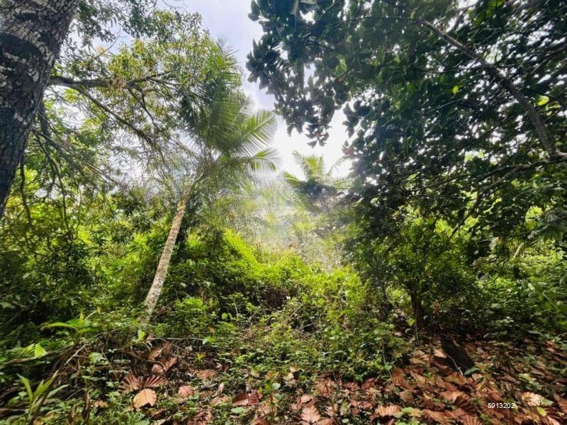 Paddy View Land For Sale In Ahangama –code Add 954