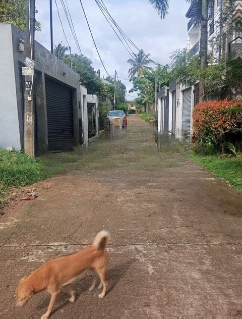 Boralesgamuwa Gangarama Rd 11 Perch Rectangular Block of Land for Sale