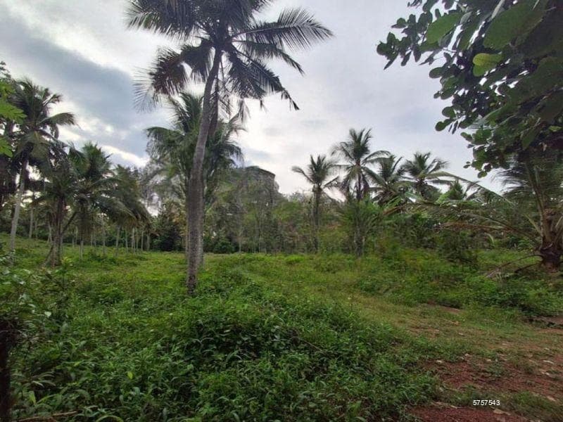 5 Acres of Coconut Land for Sale in Uggalboda, Gampaha.