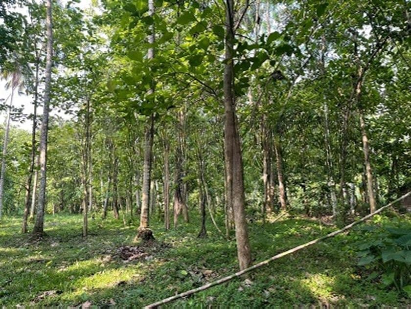Makandura Badalgama Road Nalawalana Wide Rd. Facing Teak Land for Sale