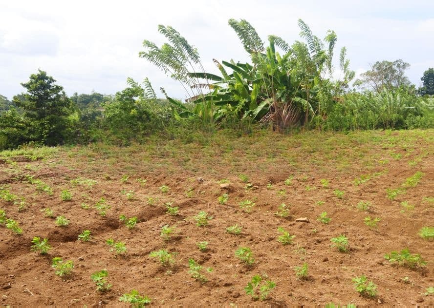 Land for Sale in Gonapola