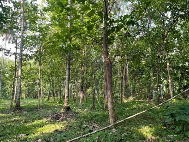 Makandura Badalgama road Nalawalana 30ft road facing 179 perch land with Teak trees for sale. 2.5km to Kurungegala rd.