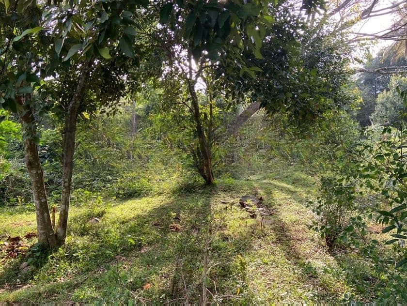 Scenic 309P Land for sale in Kundasale, Kandy (SL 13135)