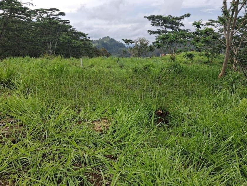 Land for Sale in Kandy Pussellawa