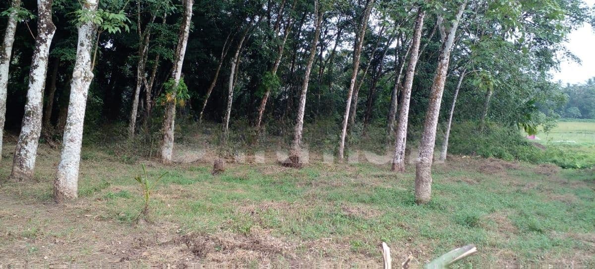Athurugiriya - Panagoda Paddy Field Facing Land for Sale .