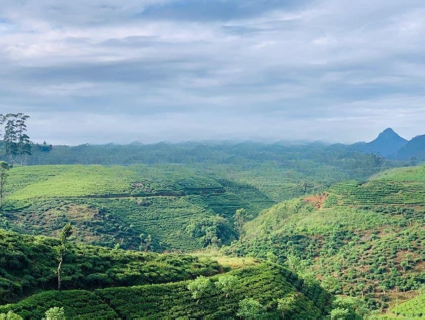 බිම් කොටස් හැටන්