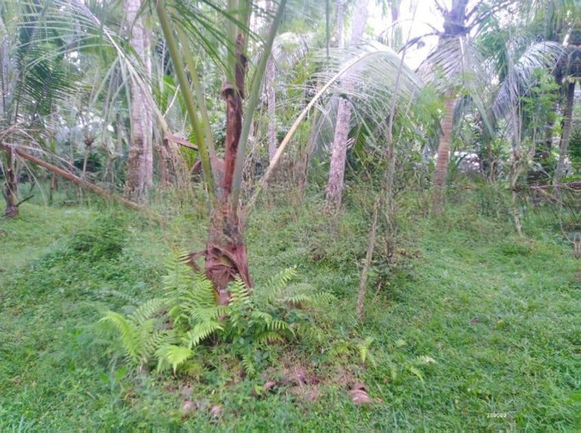 74P Cultivated Land, Sale in Kahambiliyawatta Rd, Bandaragama (SL 11039)
