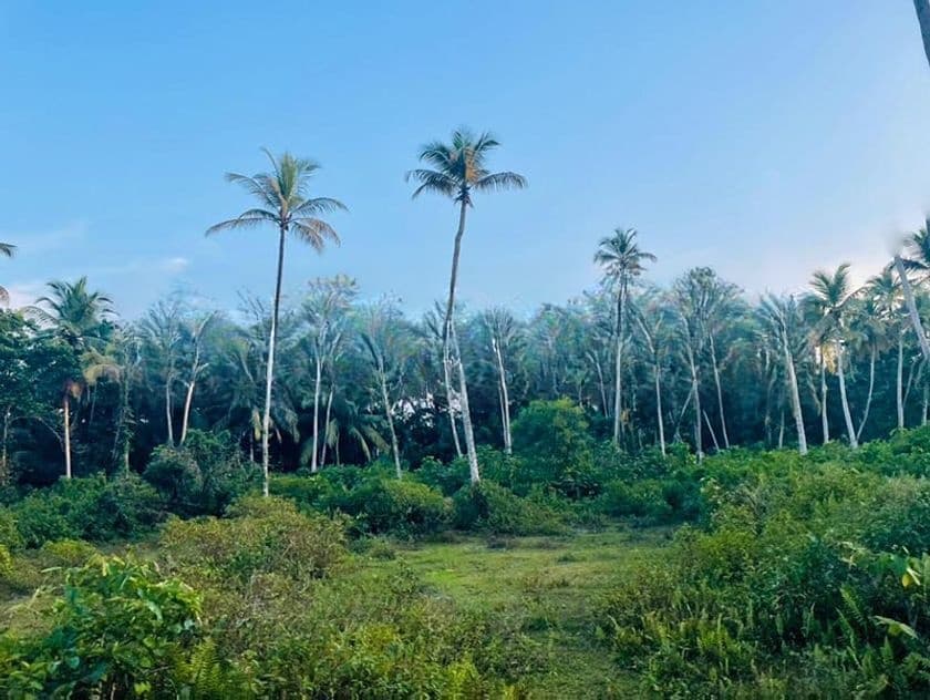 Valuable Residential Lands for Sale – Bentota.
