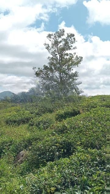 View Point Land for Sale Nuwara Eliya Road