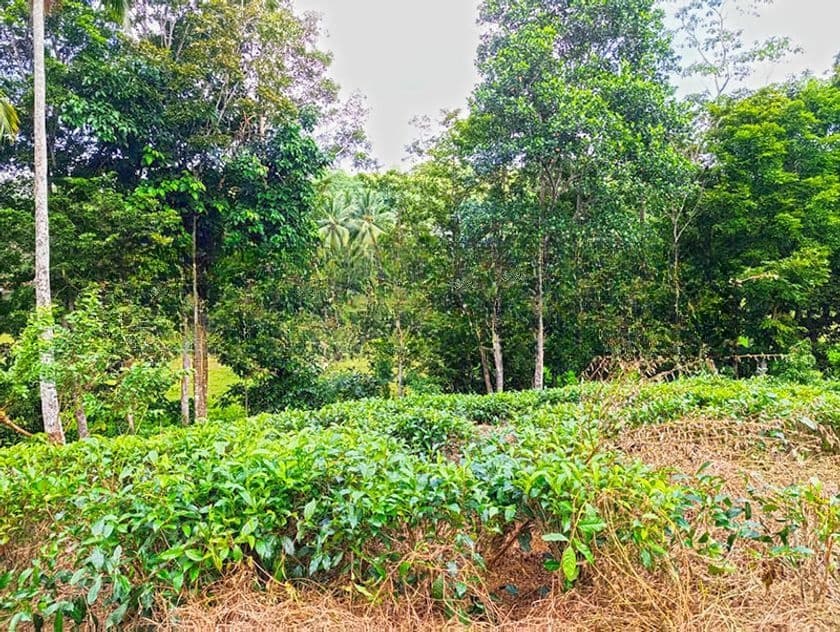 367 Perches Scenic Land for Sale in Ahangama.