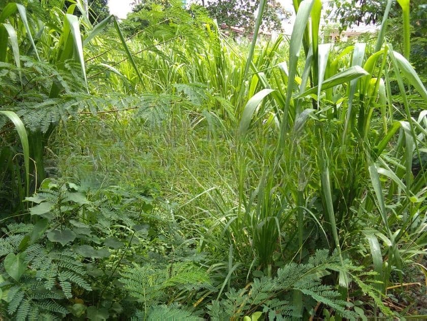 Land for Sale in Mount lavinia