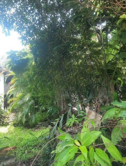 Land For Sale In Raththanapitiya