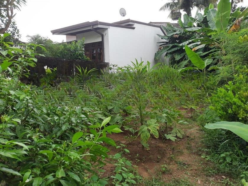 පදිංචියට සුදුසු නිරවුල් ඉඩමක් - ගල්වරුසාපාරෙන් රන්සිලු උයන