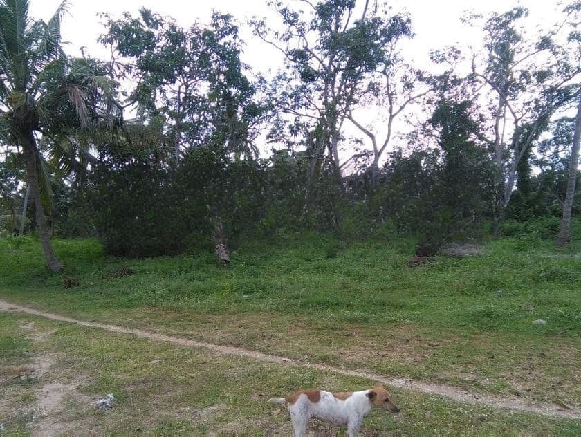 Bare Land for Sale in Ja-Ela