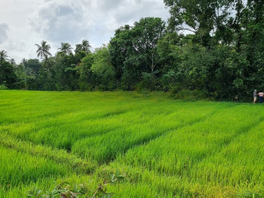 Kadawatha 20P Land With Paddy Field View