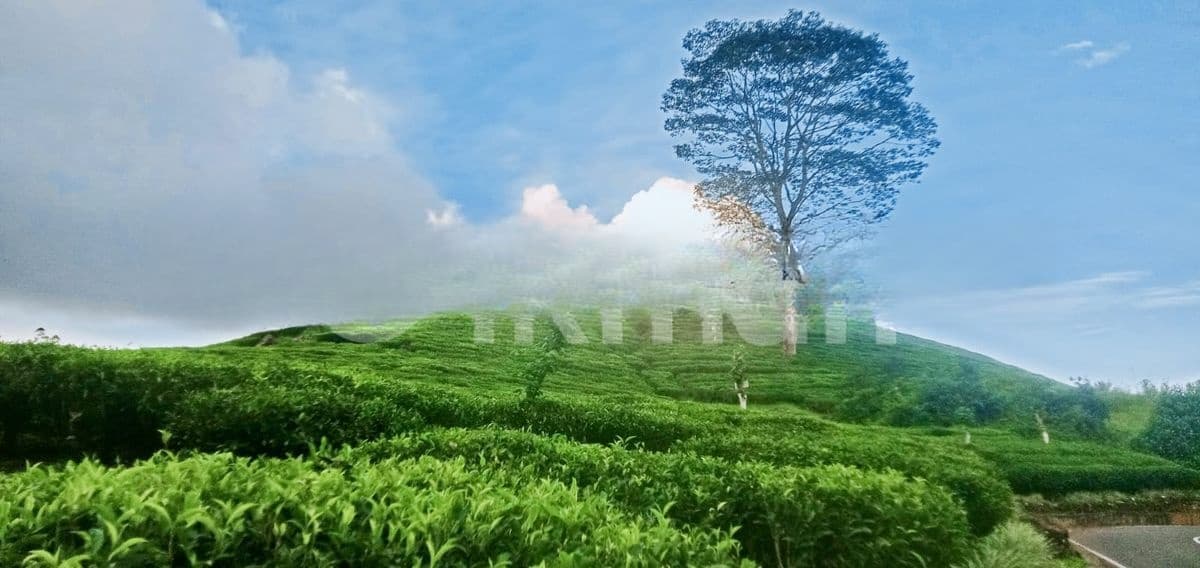 Natural Land plots for sale in Hatton
