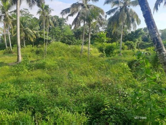 231P Land for Sale in Andiambalama, Minuwangoda (SL 13917)