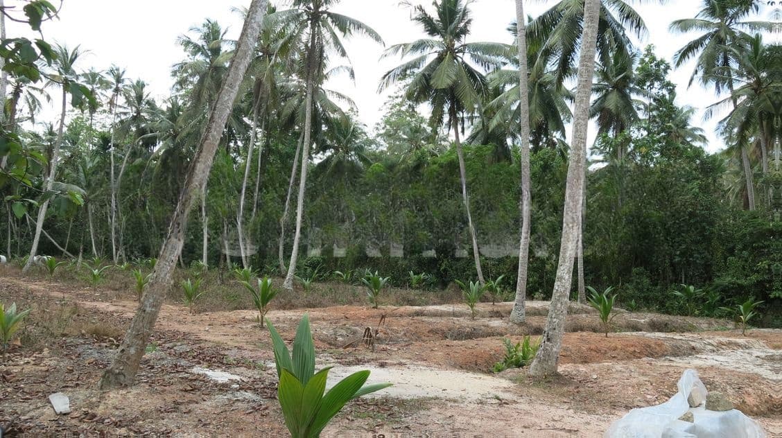 Minuwangoda Divulapitiya Dunagaha Land for Sale Close to Negombo Rd