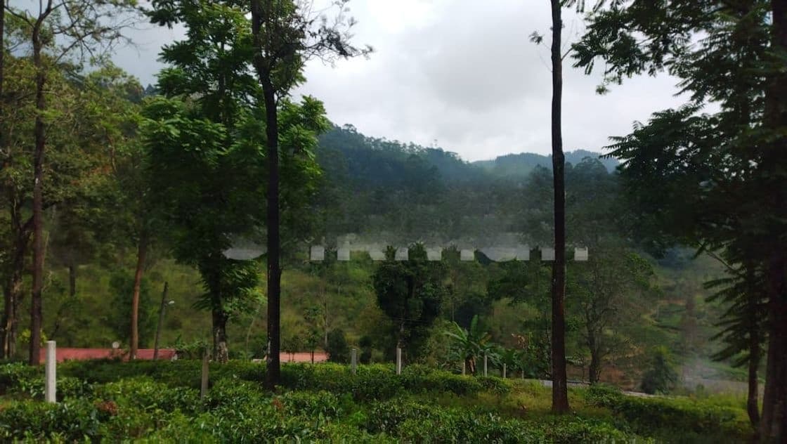Land for Sale in Pussellawa Delta Estate