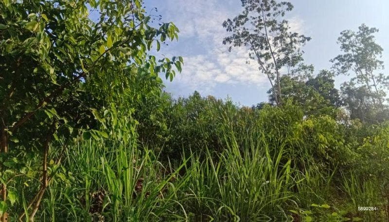 Prime 3.0 Acres Cinnamon Land for Sale – Thithagalla Road, Ahangama