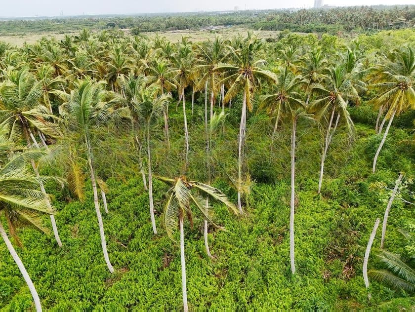 Agricultural Land for Sale in Bopitiya