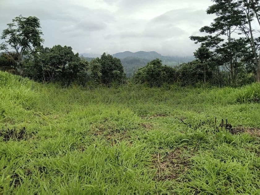 Land for Sale in Pussallawa