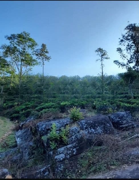 10 Acre Tea Estate for Sale in Matale